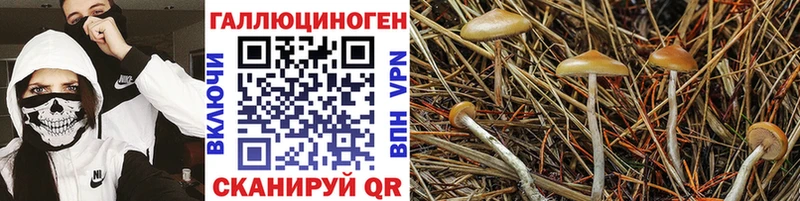Галлюциногенные грибы Psilocybe  Данилов 